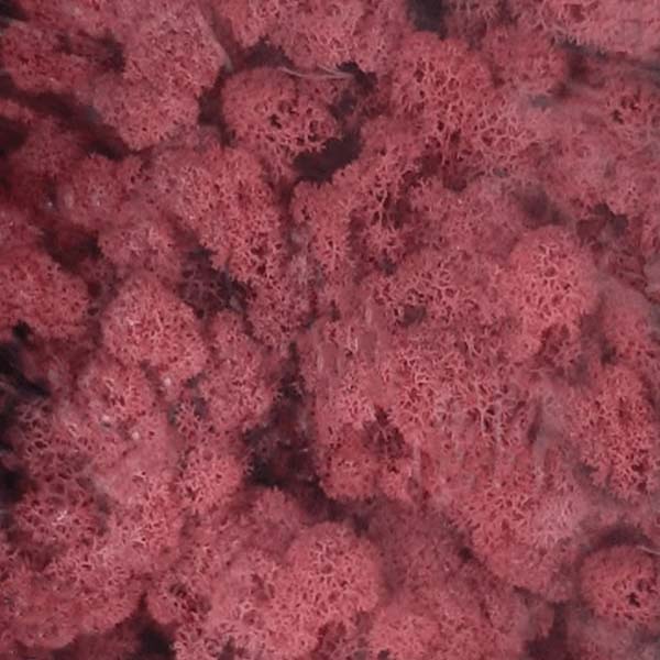 Lichene stabilizzato Fucsia 0,45 m2