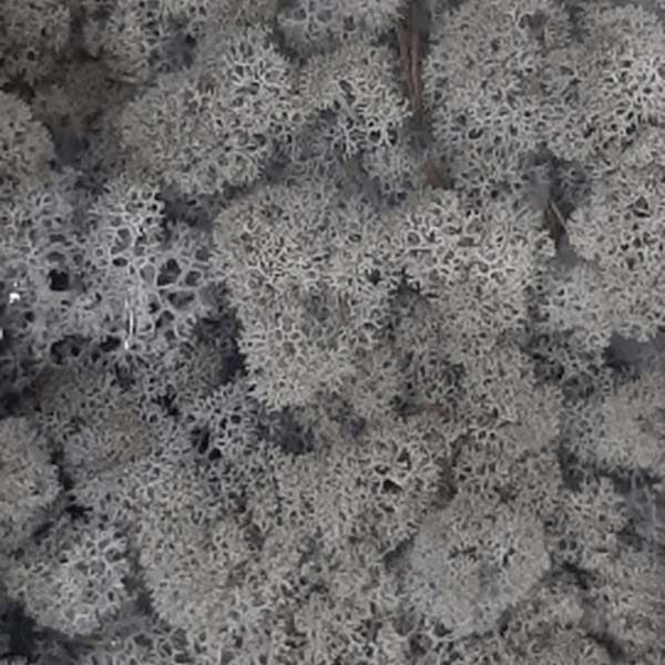Lichene stabilizzato Verde 0,45 m2