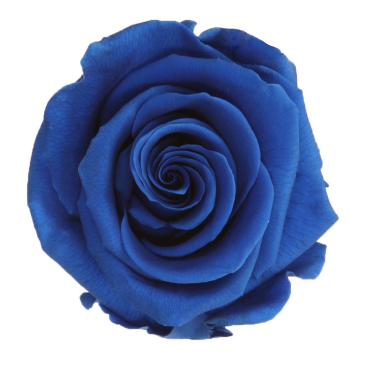 Rose Stabilizzate Blu (4) Premium