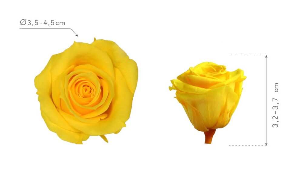 Rose Stabilizzate Giallo (12) Mini - immagine 2