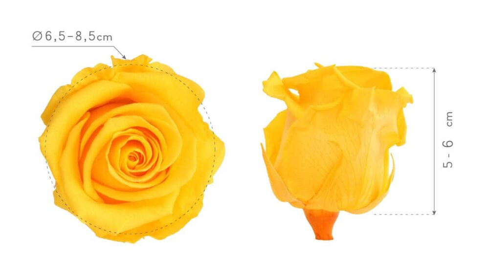 Rose Stabilizzate Giallo (4) Premium - immagine 3