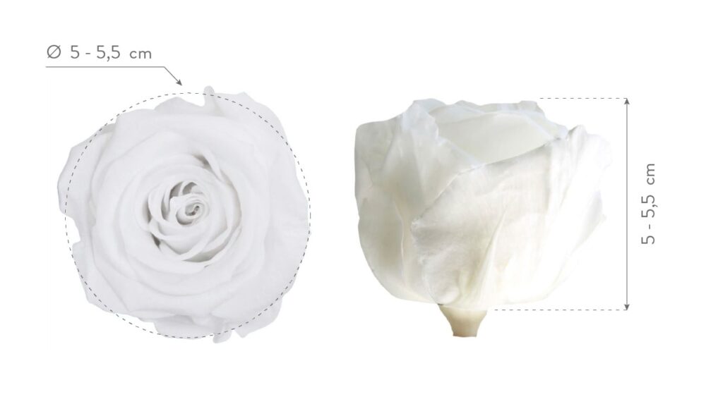 Rose Stabilizzate Bianco (6) Standard - immagine 3