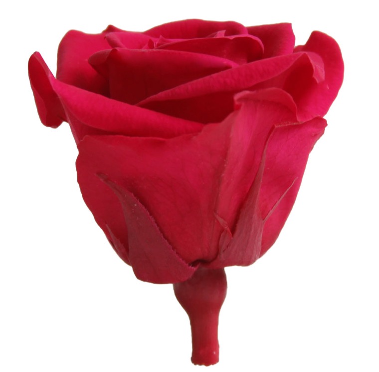 Rose Stabilizzate Rosa scuro (12) Mini